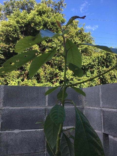 アボカド農園 In Japan アボカドリームス Avocadreams